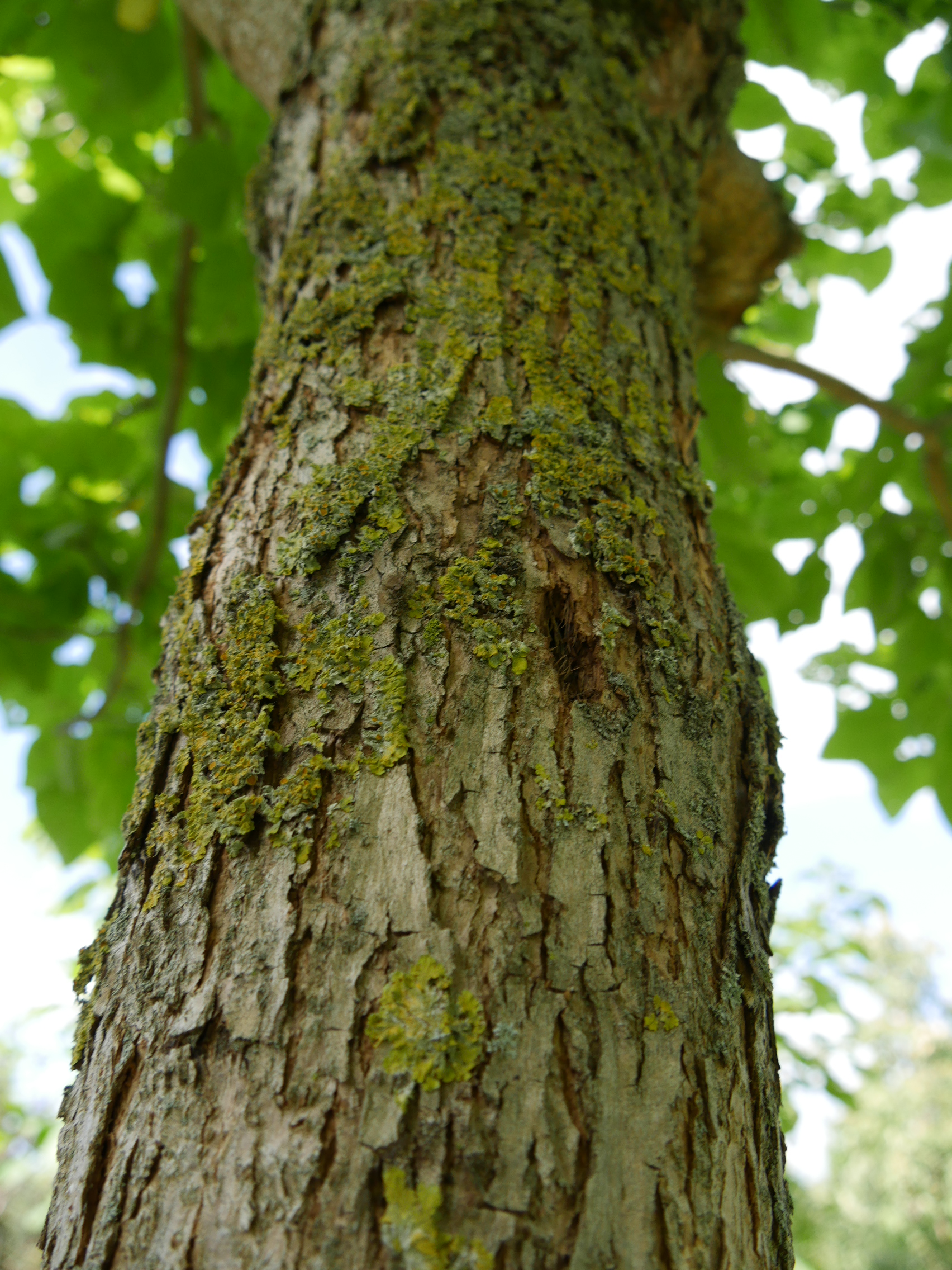Catalpa Bignonioides Indian Bean Tree Southern Catalpa Van Den Berk Skolky