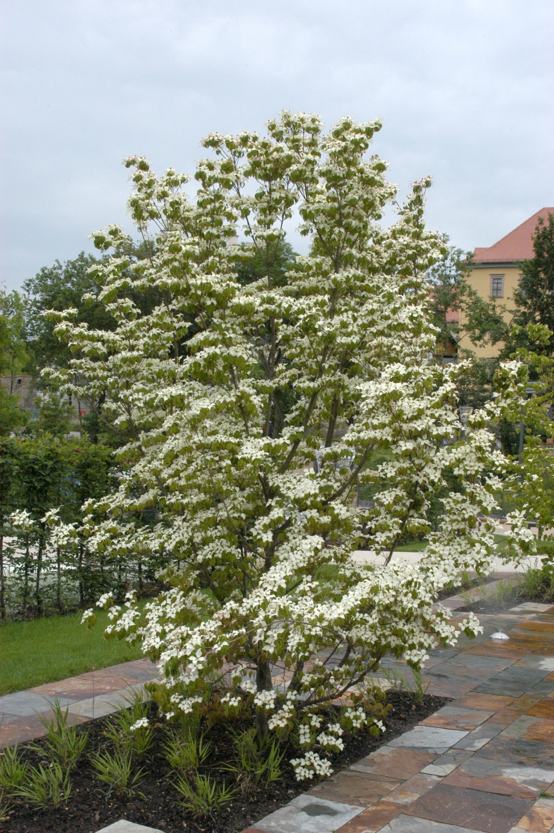 Cornus kousa var. chinensis | dřín japonský - Van den Berk Školky