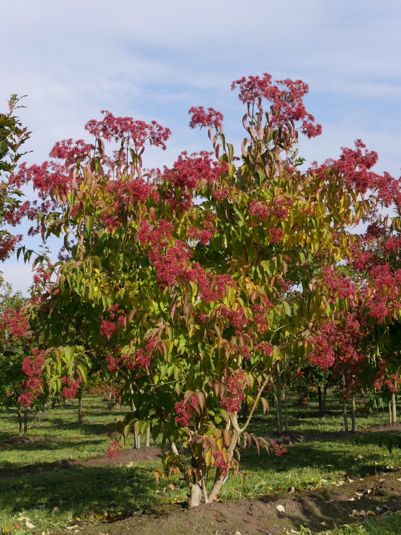 Heptacodium miconioides | Seven-son flower - Van den Berk Školky
