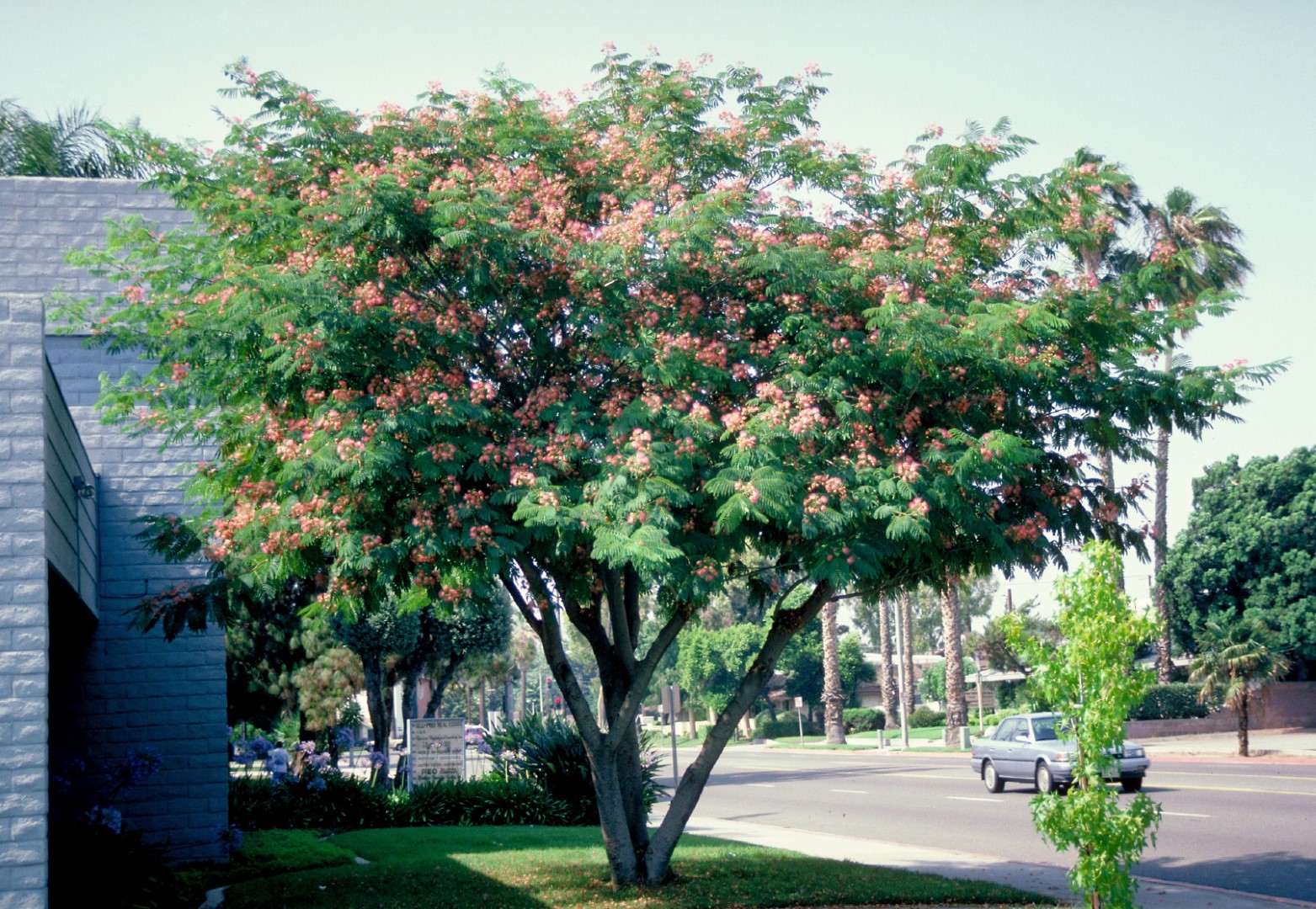 julibrissin Silk tree, Mimosa tree Van den Berk Školky