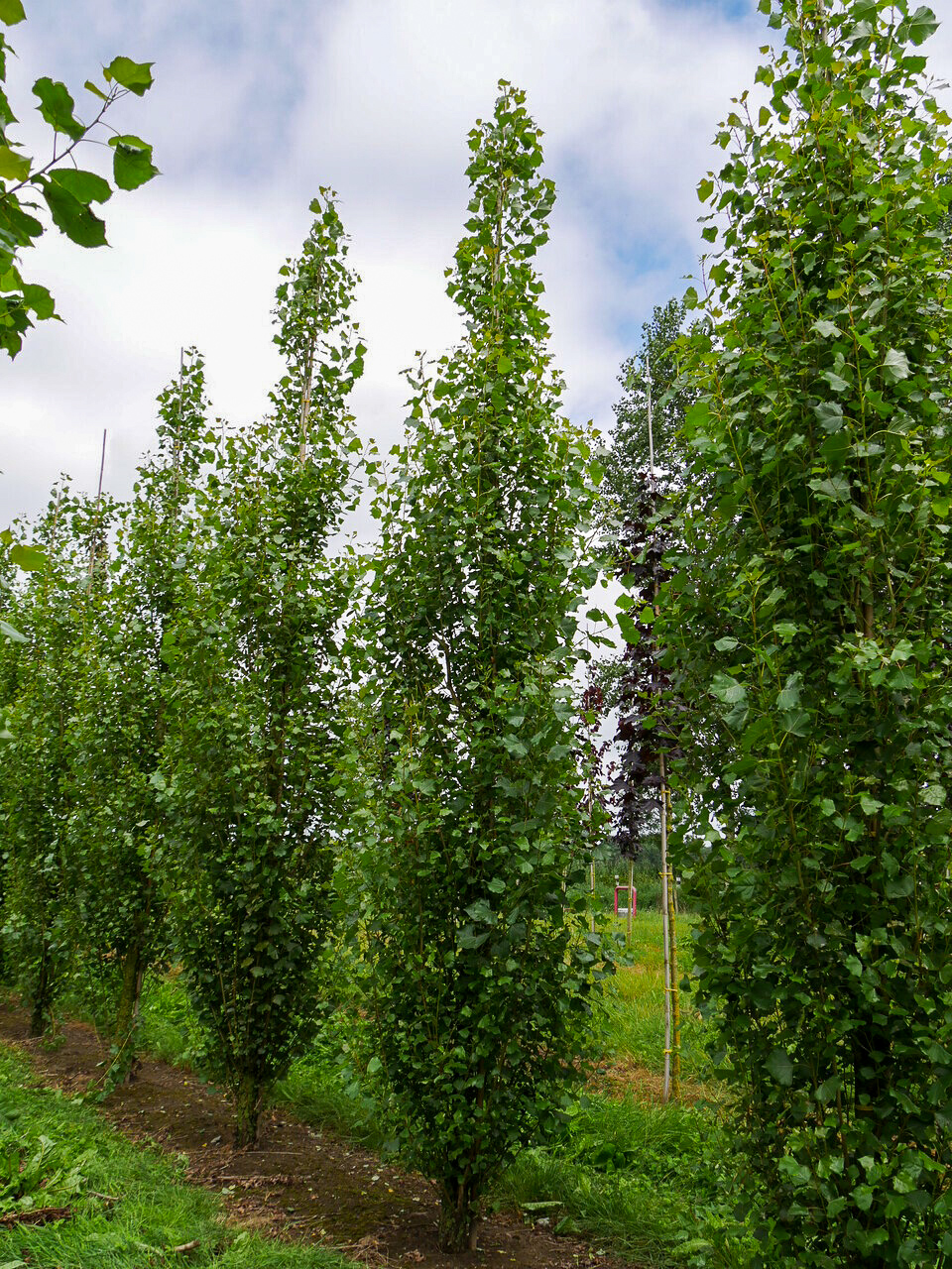 populus-nigra-italica-topol-ern-italica-van-den-berk-kolky