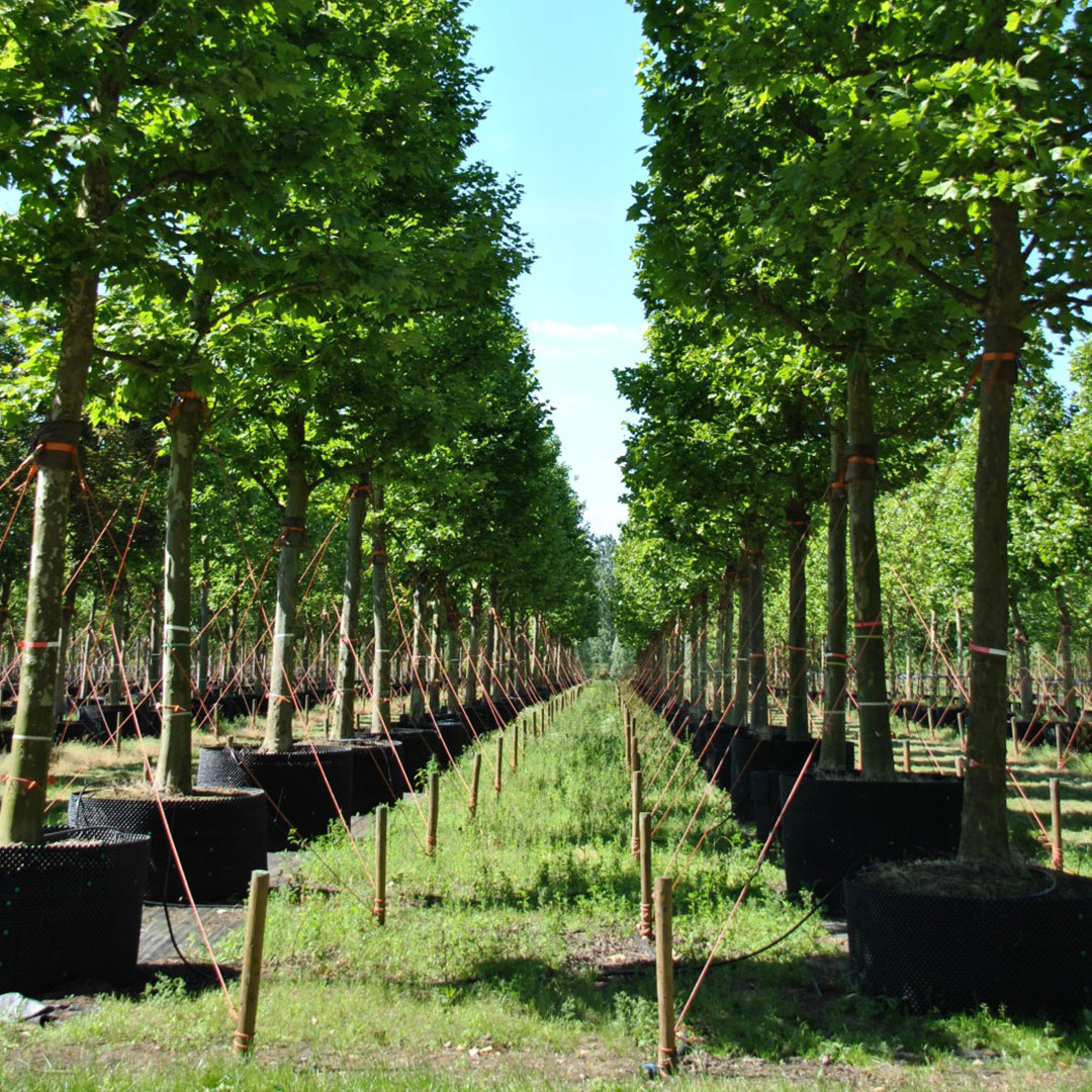 Bomen airpot