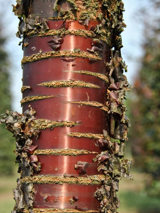 Prunus Serrula Paperbark Cherry Tibetan Cherry Van Den Berk Skolky