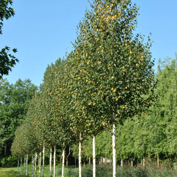 Betula albosinensis – bříza čínská