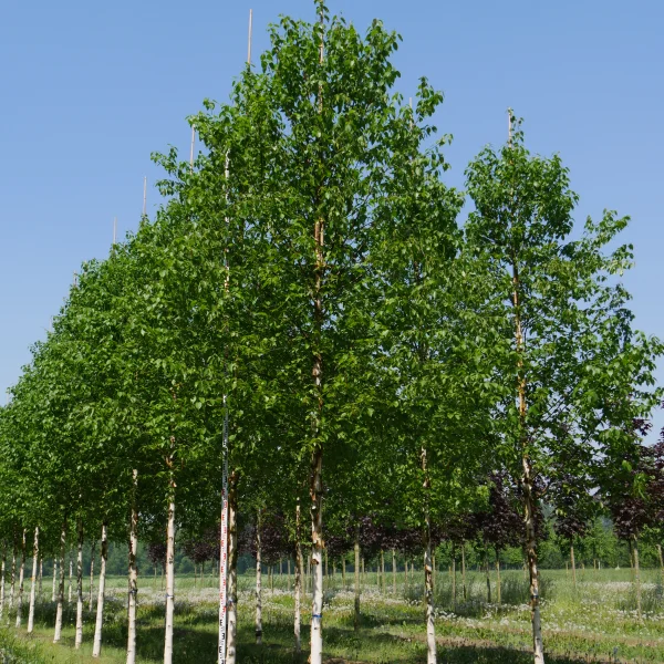 Betula albosinensis 'Fascination' – bříza čínská 'Fascination'