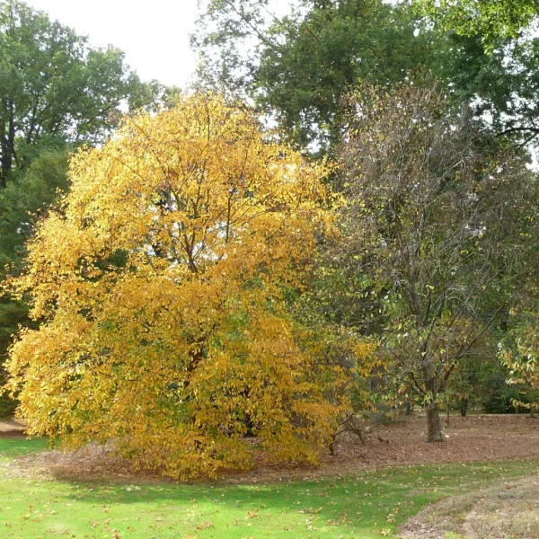 Betula alleghaniensis – bříza žlutá