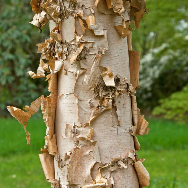 Betula costata – bříza žebrovaná