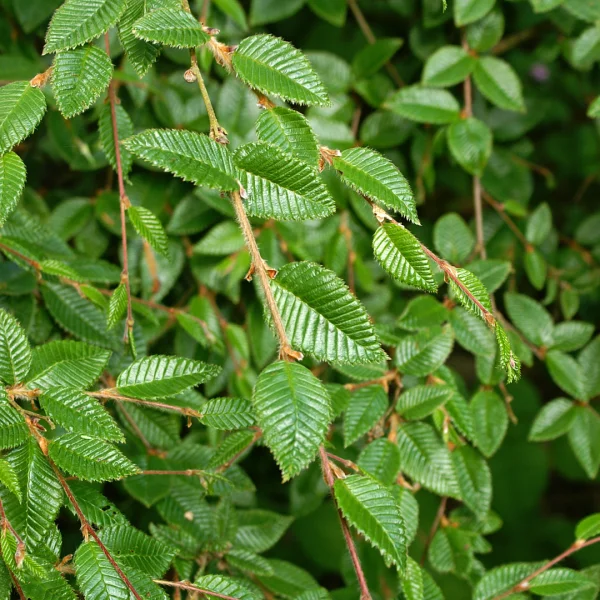 Betula delavayi subsp. potaninii – bříza delavayova