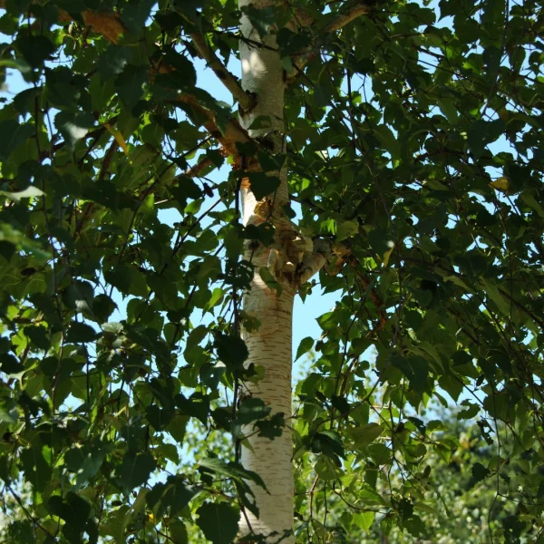 Betula ermanii 'Blush' – bříza Ermanova 'Blush'