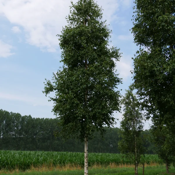Betula ermanii 'Holland' – bříza Ermanova 'Holland'