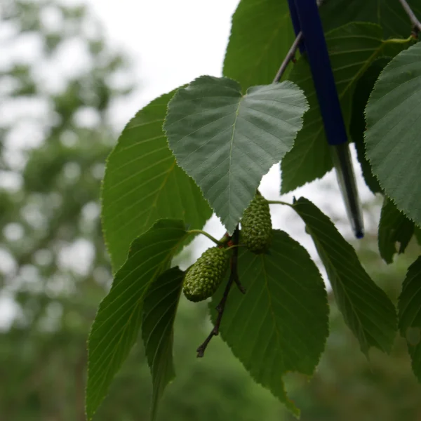 Betula lenta – bříza tuhá