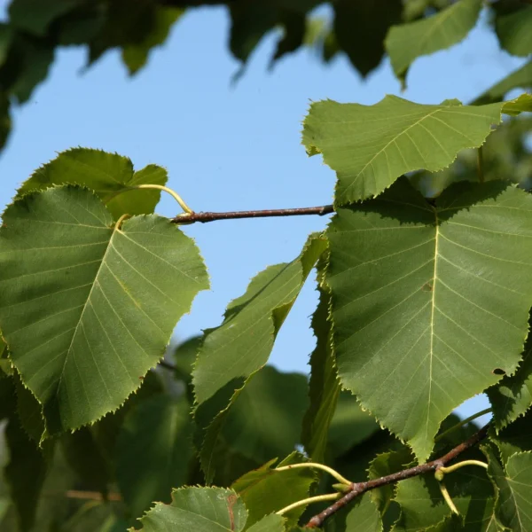 Betula maximowicziana – bříza maximowicziana