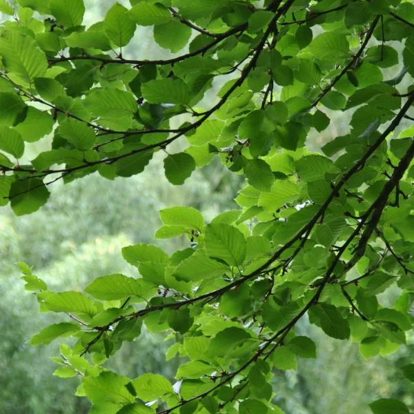 Betula medwediewii – bříza Medvěděvova
