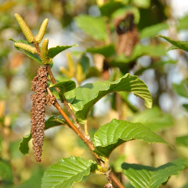 Betula medwediewii 'Gold Bark' – bříza Medvěděvova 'Gold Bark'