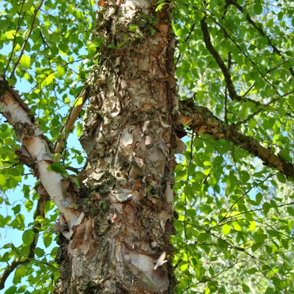 Betula nigra – bříza černá
