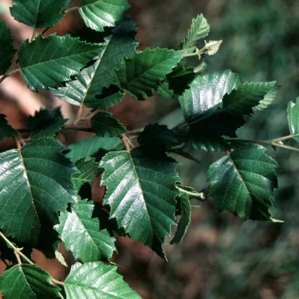 Betula nigra DURA HEAT ('BNMTF') – bříza černá DURA HEAT ('BNMTF')