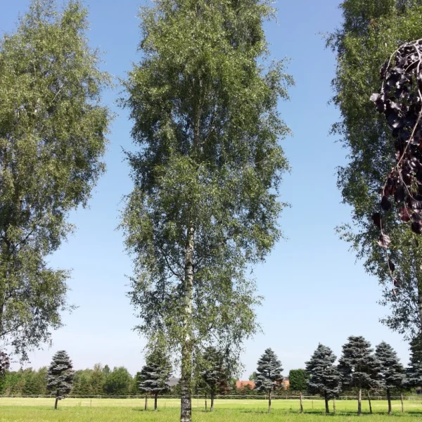 Betula pendula 'Laciniata' – bříza bělokorá 'Laciniata'