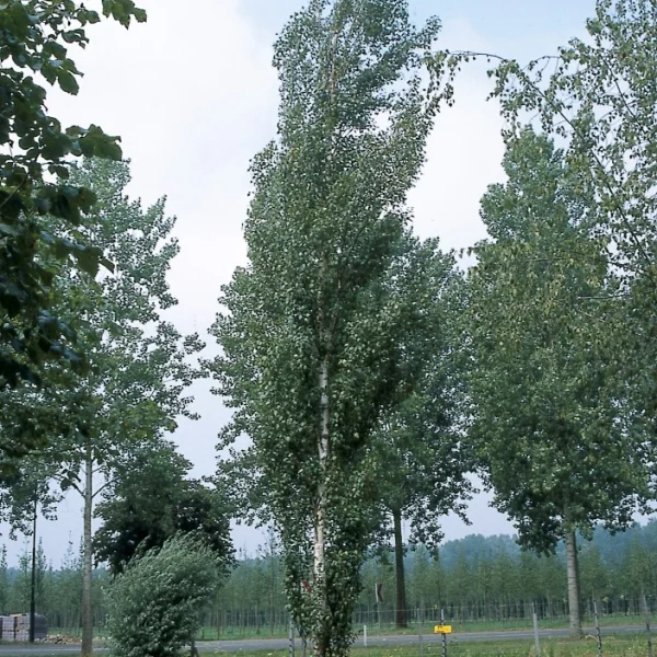 Betula pendula 'Obelisk' – bříza bělokorá 'Obelisk'