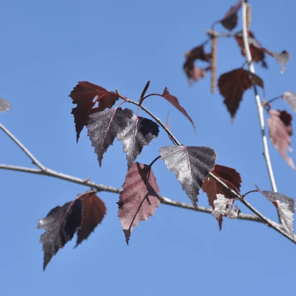 Betula pendula 'Purpurea' – bříza bělokorá 'Purpurea'