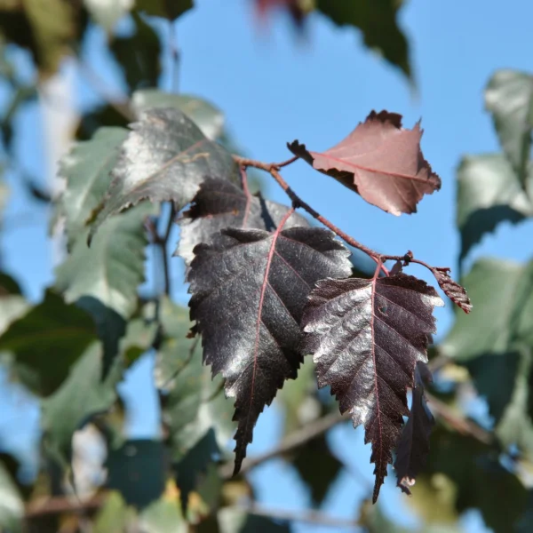 Betula ROYAL FROST ('Penci-2') – bříza bělokorá ´Royal Frost´