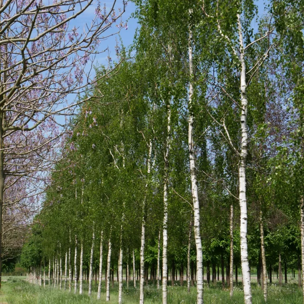 Betula pendula 'Tristis' – bříza bělokorá 'Tristis'