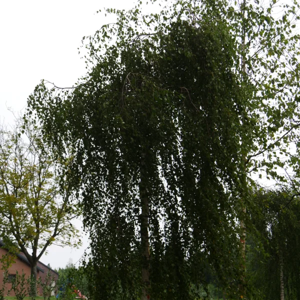 Betula pendula 'Youngii' – bříza bělokorá 'Youngii'
