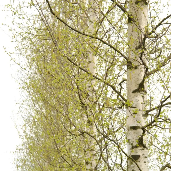 Betula pendula 'Zwitsers Glorie' – Bříza bělokorá (CV)