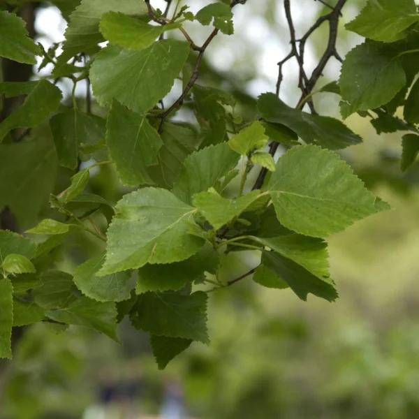 Betula platyphylla – bříza mandžuská