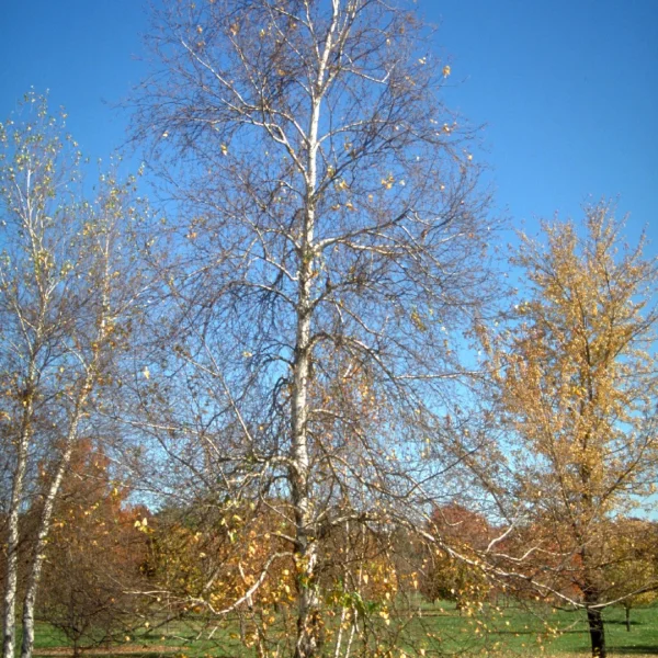 Betula populifolia 'Whitespire' – bříza topololistá 'Whitespire'