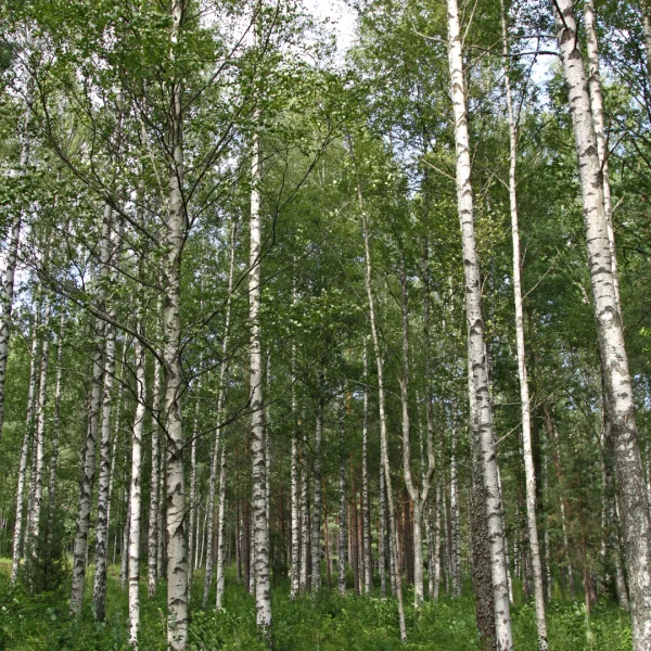 Betula pubescens – bříza ojcovská