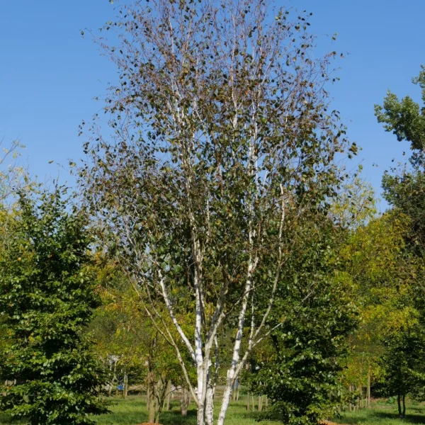Betula utilis – bříza himalájská