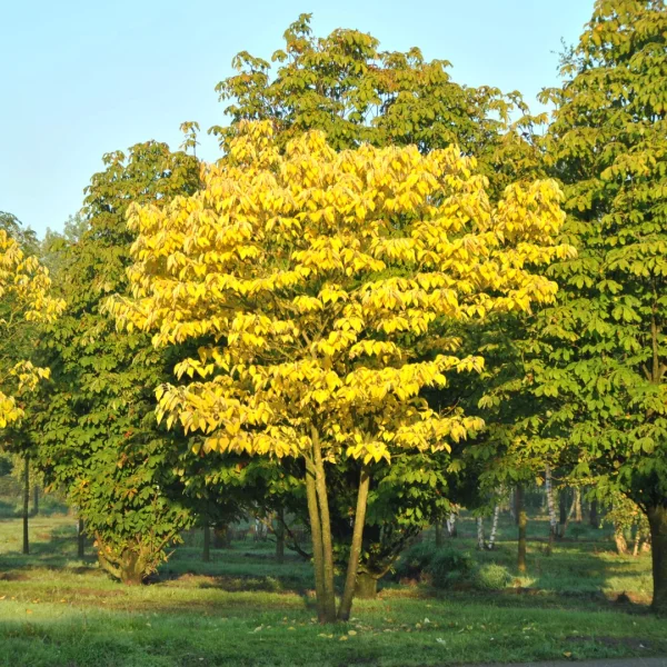 Broussonetia papyrifera – papírovník čínský