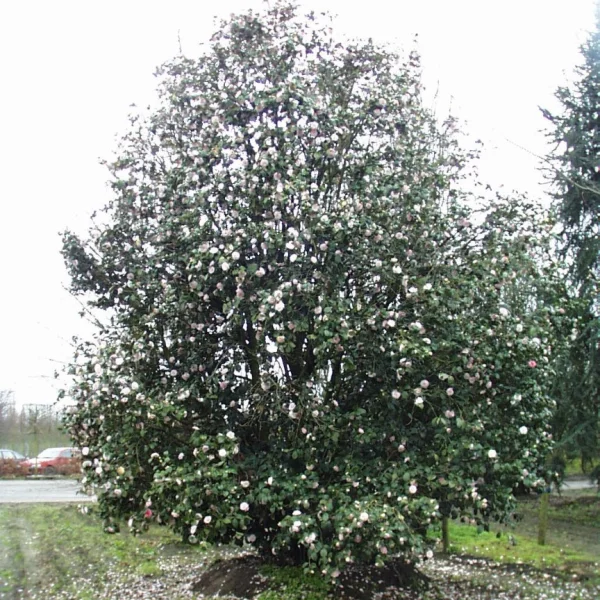 Camellia japonica – kamélie japonská