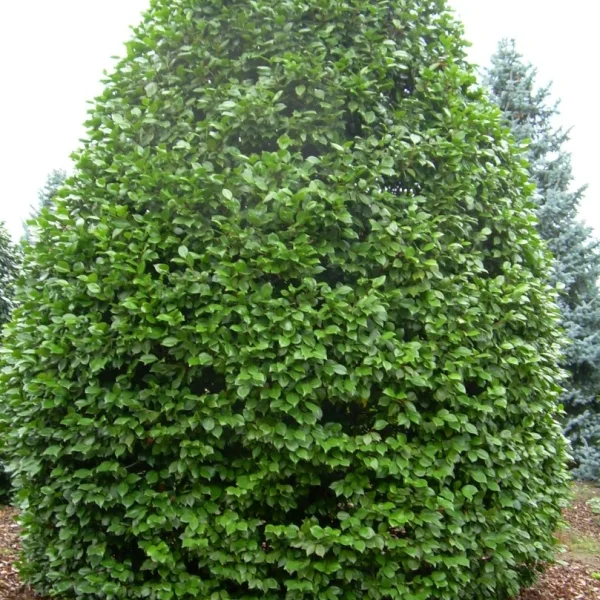 Camellia sasanqua – kamélie sasanqua
