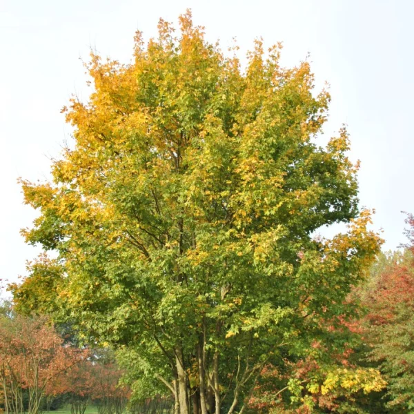Acer campestre – javor kapadocký var. Tricaudatum