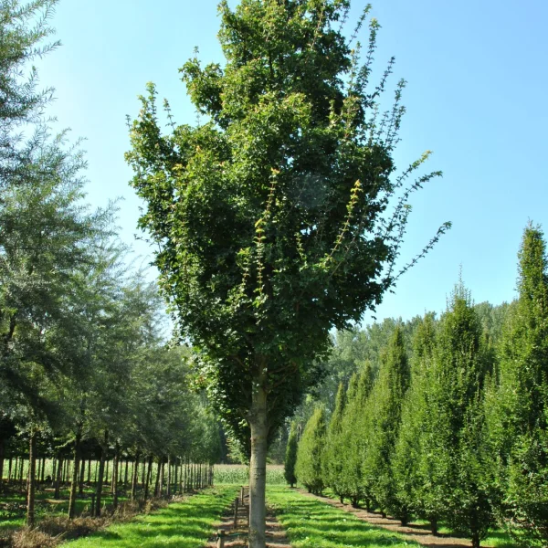 Acer campestre 'Eko Effen' – javor babyka 'Eko Effen'