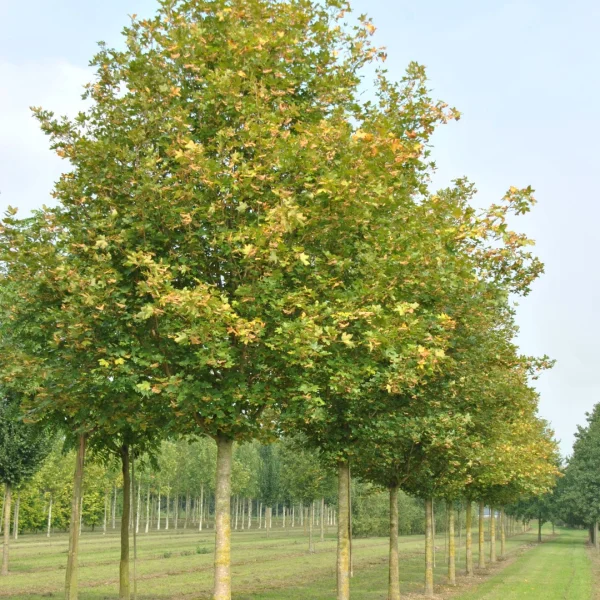 Acer campestre 'Huibers Elegant' – javor babyka 'Huibers Elegant'