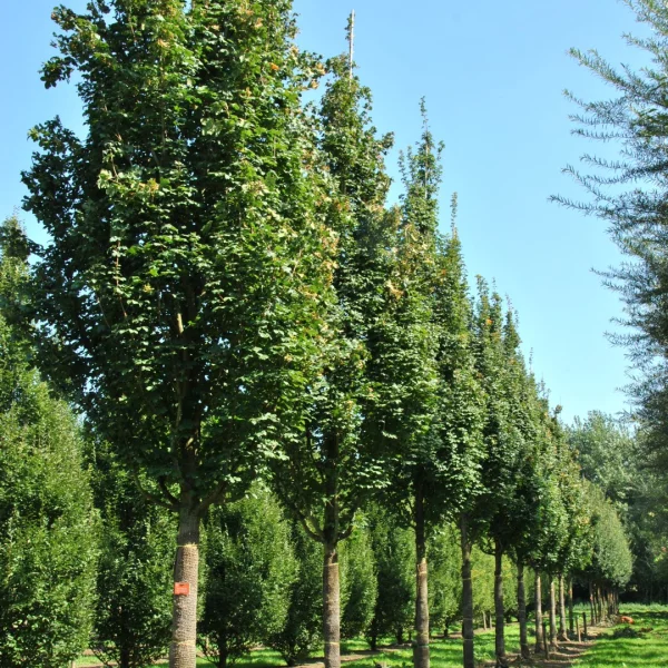 Acer campestre 'Green Column' – javor babyka 'Green Column'