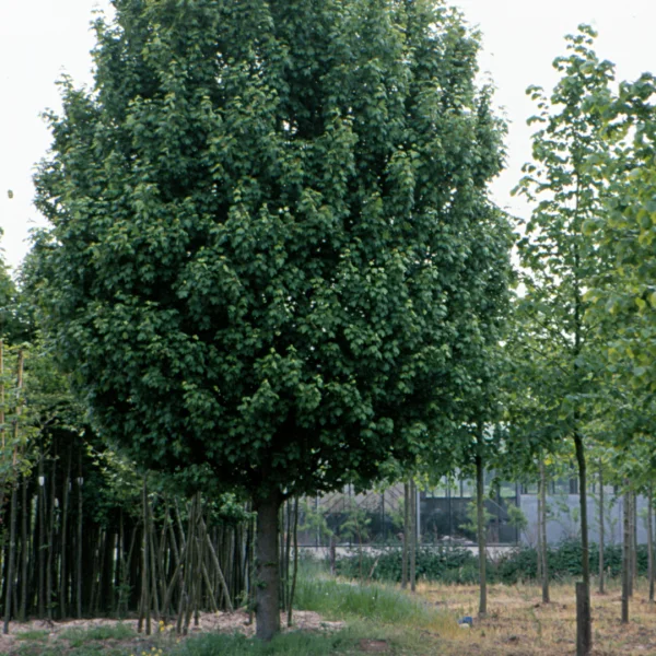 Acer campestre 'Lienco' – javor babyka 'Lienco'