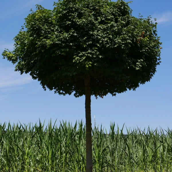 Acer campestre 'Nanum' – javor babyka 'Nanum'