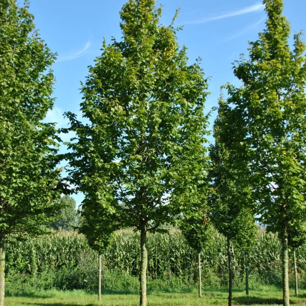 Carpinus betulus 'A. Beeckman' – habr obecný 'A. Beeckman'