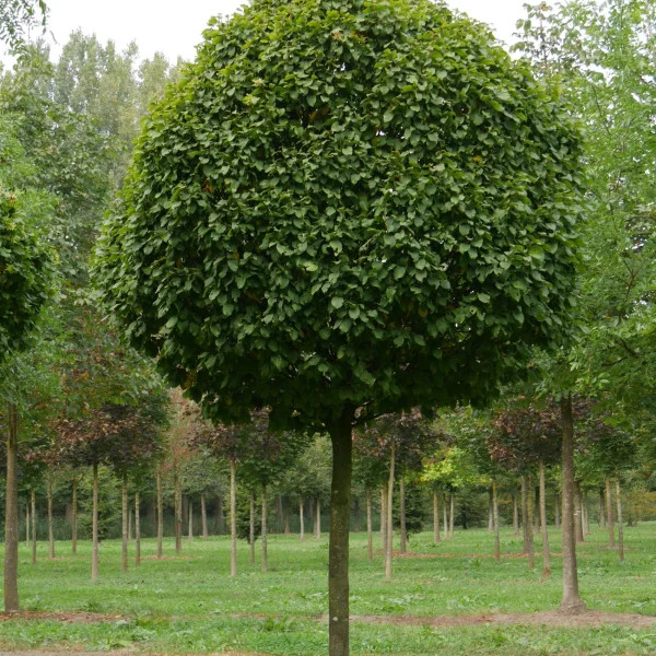Carpinus betulus 'Columnaris' – habr obecný 'Columnaris'