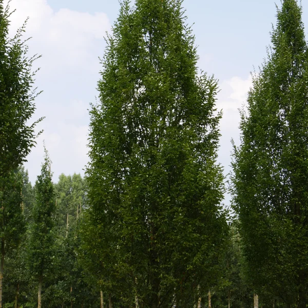 Carpinus betulus 'Fastigiata' – habr obecný 'Fastigiata'