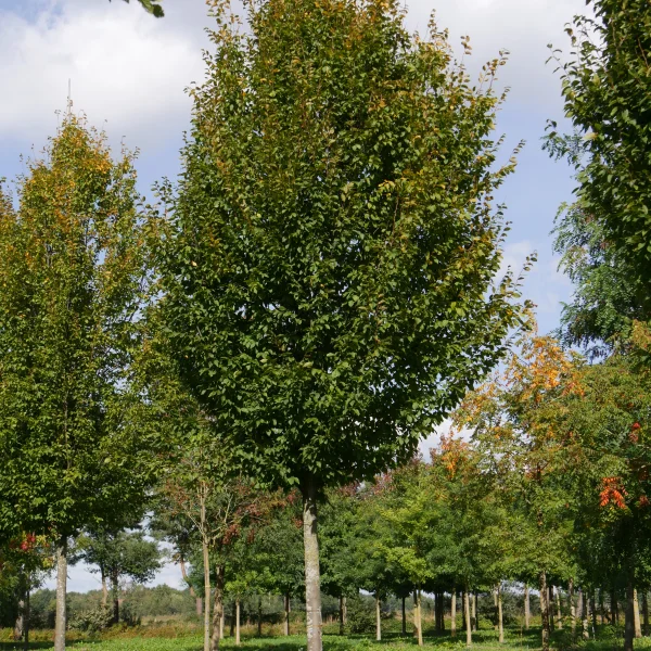 Carpinus betulus 'Frans Fontaine' – habr obecný 'Frans Fontaine'