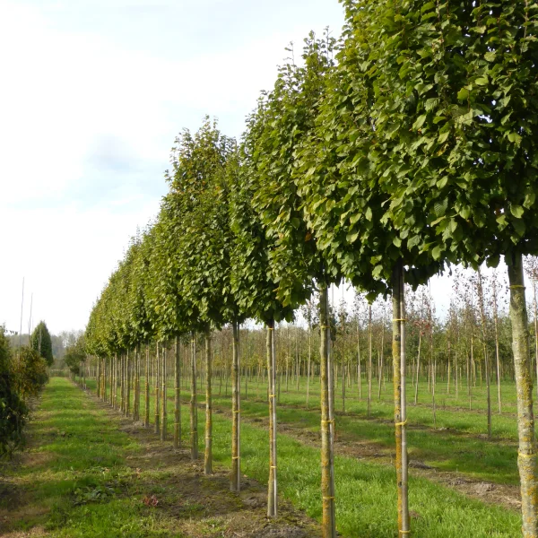Carpinus betulus 'Nord' – habr obecný 'Nord'
