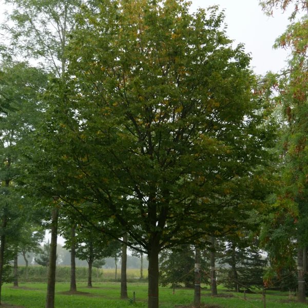 Carpinus betulus 'Purpurea' – habr obecný 'Purpurea'