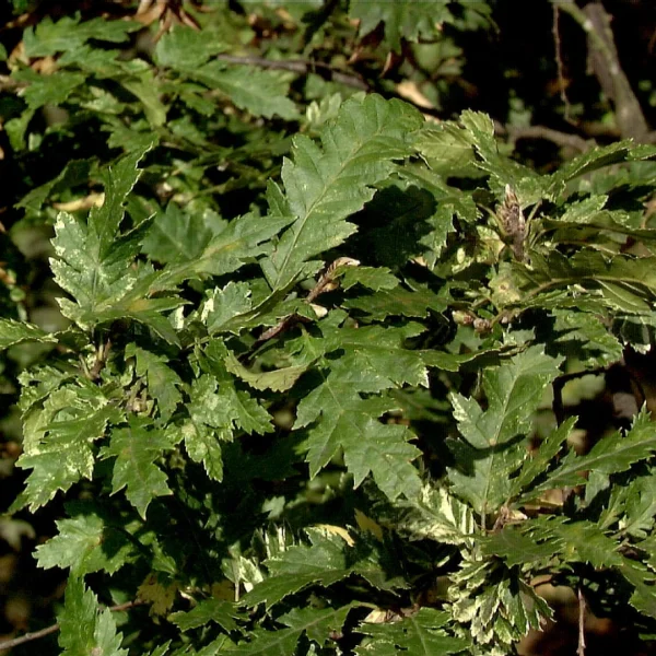 Carpinus betulus 'Quercifolia' – habr obecný 'Quercifolia'