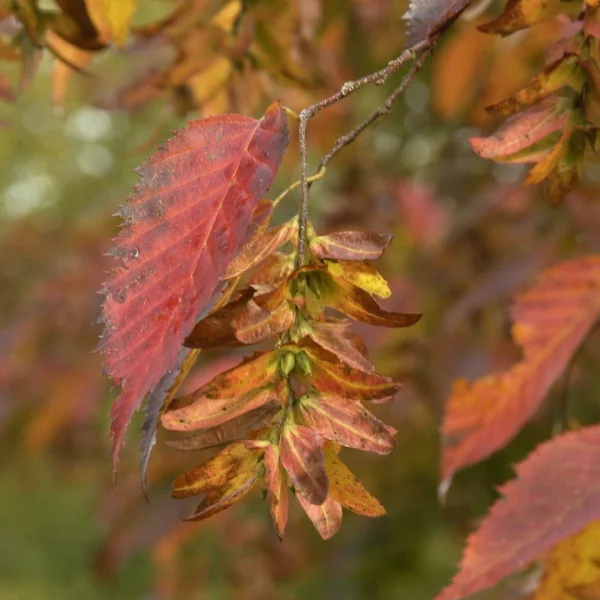 Carpinus caroliniana – habr karolínský