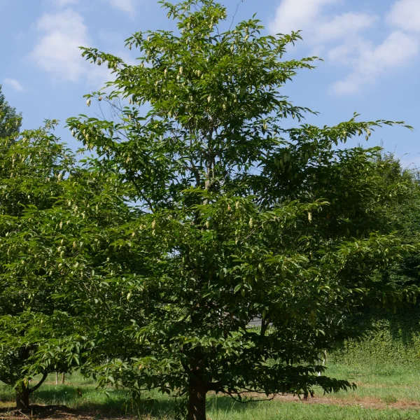 Carpinus japonica – habr japonský