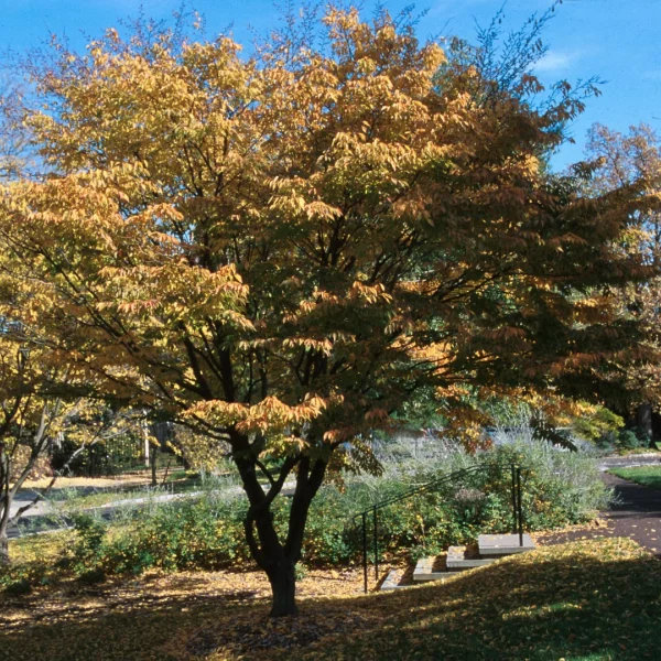 Carpinus laxiflora – habr řídkokvětý